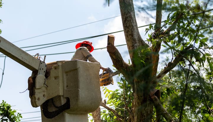 Skilled tree removal service contactors in Bellingham, WA.