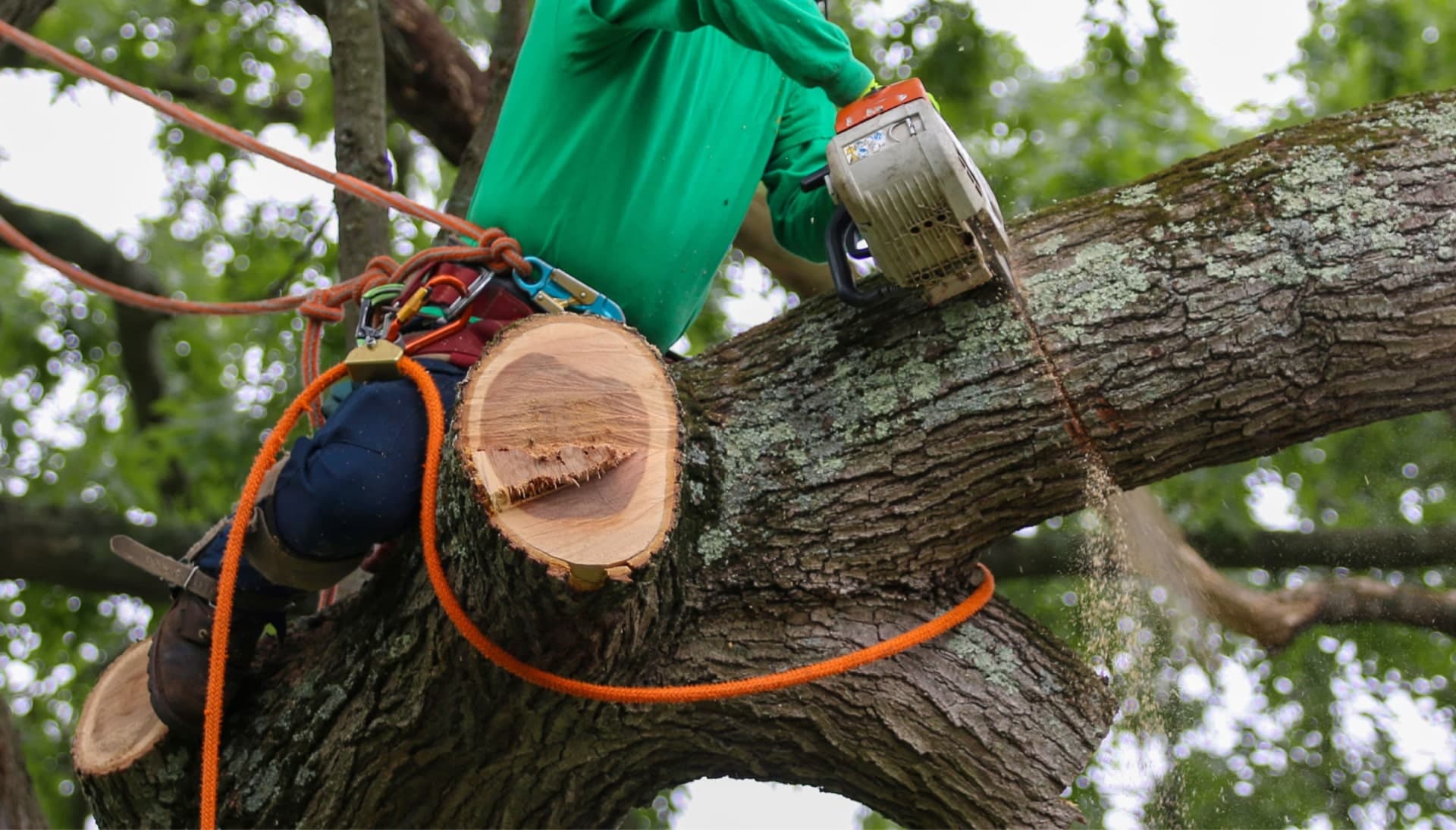 Equipped tree removal service contactors in Bellingham, WA.