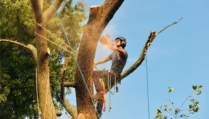 Thorough tree removal service contactors in Bellingham, WA.