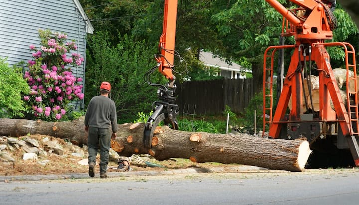 Commercial tree removal service contactors in Bellingham, WA.