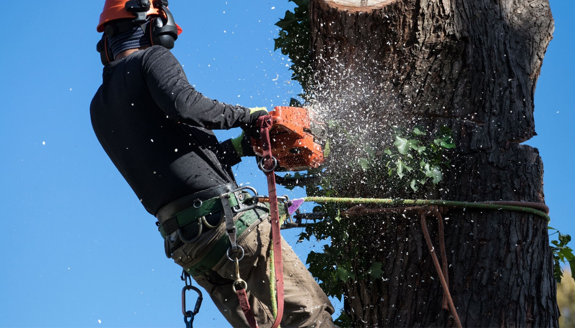 Professional tree removal service contactors in Bellingham, WA.