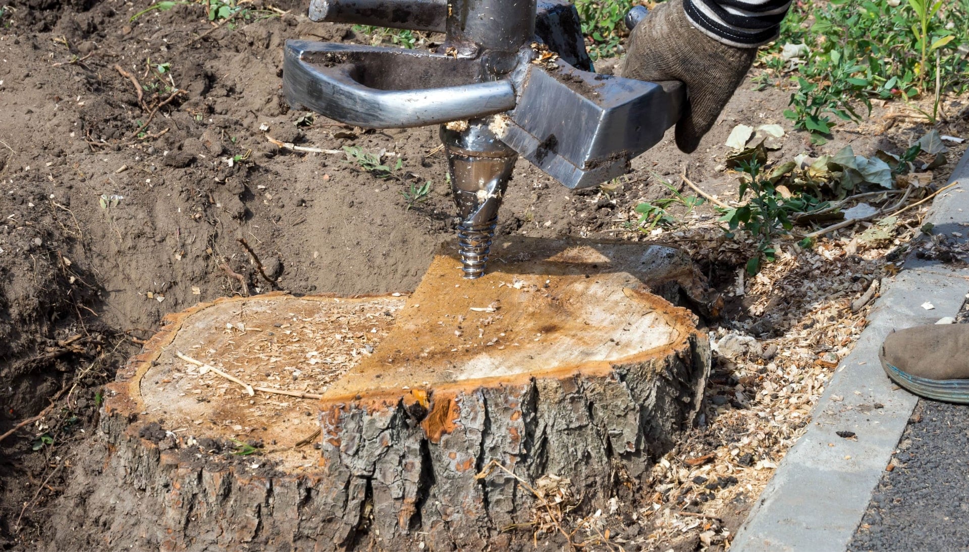 Reputable tree removal service contactors in Bellingham, WA.